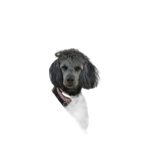 staff, animal, creature, umbrella transparent PNG cut-out