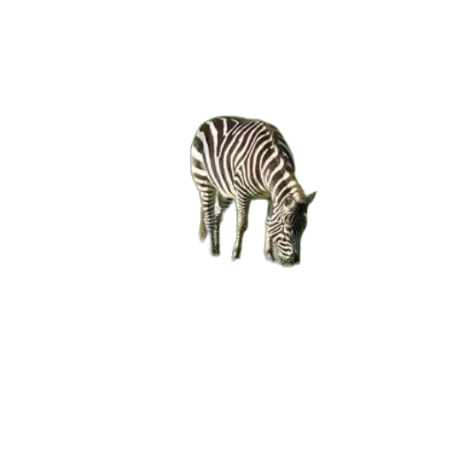 animal, creature, jewelry, furniture transparent PNG cut-out