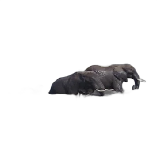 animal, creature, hair, furniture transparent PNG cut-out
