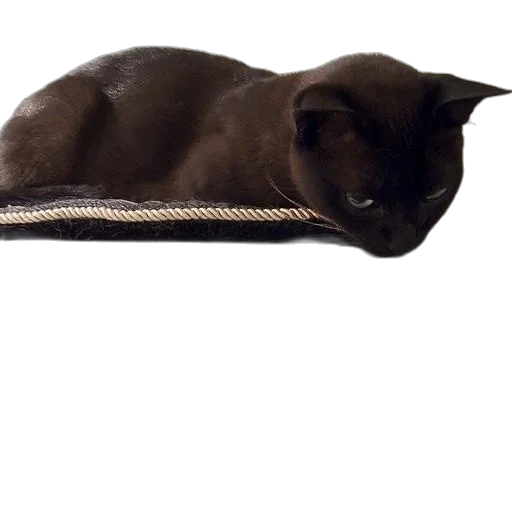 hat, jacket, animal, staff transparent PNG cut-out