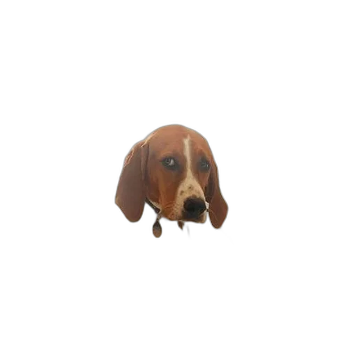 animal, creature, face, staff transparent PNG cut-out