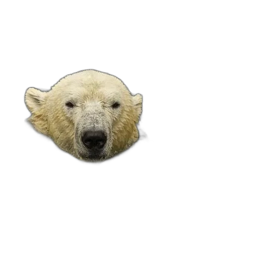 animal, face, creature, mask transparent PNG cut-out