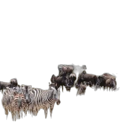 furniture, animal, jewelry, hair transparent PNG cut-out