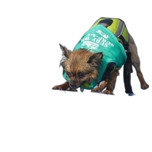 jacket, animal, creature, staff transparent PNG cut-out