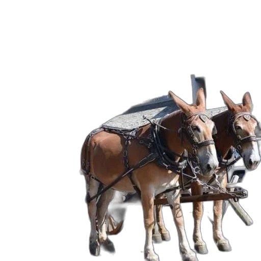 car, animal, furniture, jewelry transparent PNG cut-out