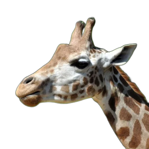 animal, creature, face, staff transparent PNG cut-out