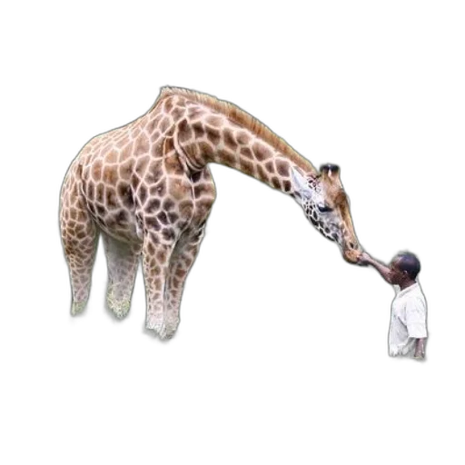 animal, bottle, creature, jewelry transparent PNG cut-out