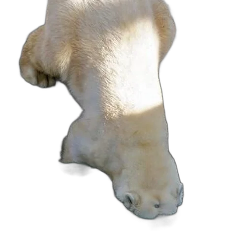 animal, shoes, creature, staff transparent PNG cut-out