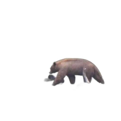 animal, creature, hair, food transparent PNG cut-out