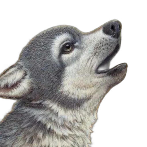 animal, creature, face, staff transparent PNG cut-out