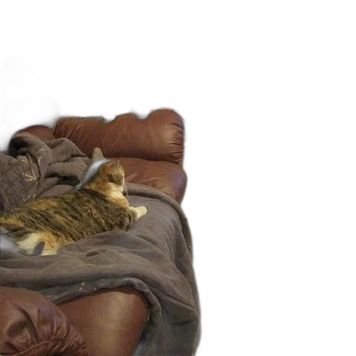furniture, animal, creature, jacket transparent PNG cut-out