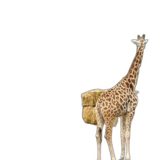 animal, creature, staff, hat transparent PNG cut-out
