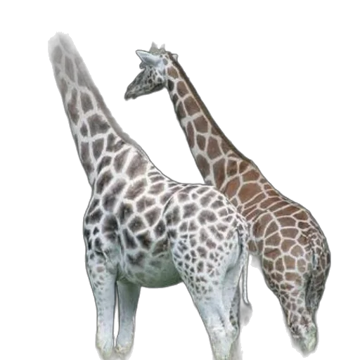 animal, creature, staff, jewelry transparent PNG cut-out