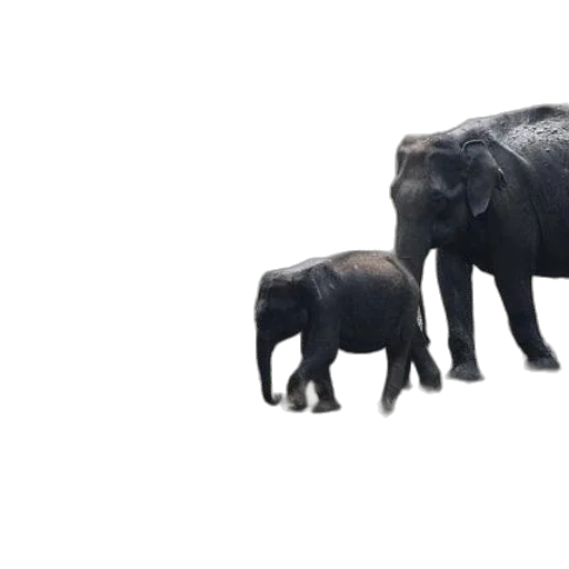 animal, creature, umbrella, 3d render transparent PNG cut-out