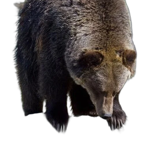 animal, creature, face, staff transparent PNG cut-out
