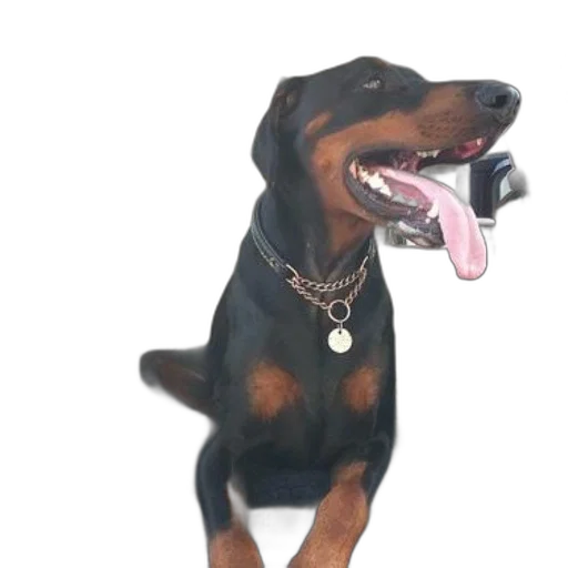 animal, creature, staff, jewelry transparent PNG cut-out