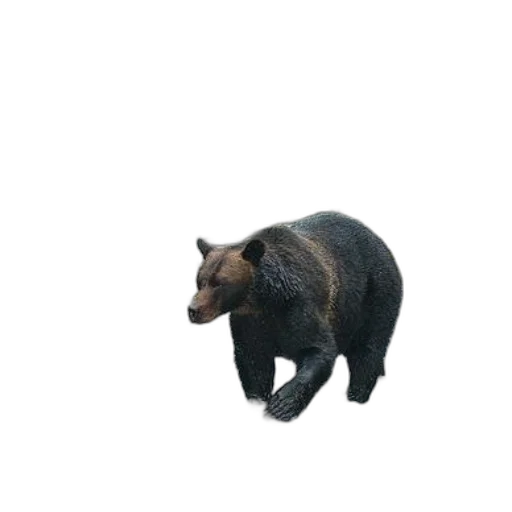 animal, creature, staff, weapon transparent PNG cut-out