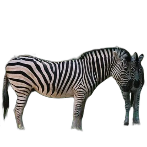 animal, creature, jewelry, staff transparent PNG cut-out