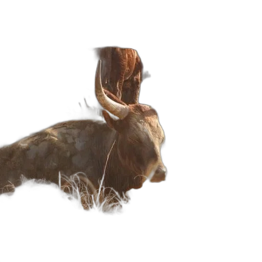 hair, animal, creature, crown transparent PNG cut-out