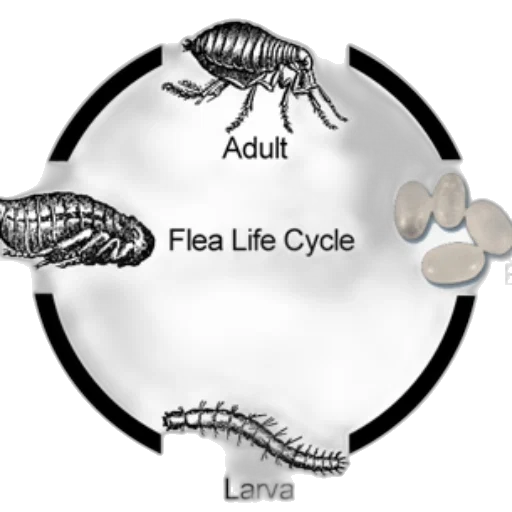 animal, creature, concept art, illustration transparent PNG cut-out
