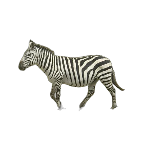 animal, creature, jewelry, furniture transparent PNG cut-out