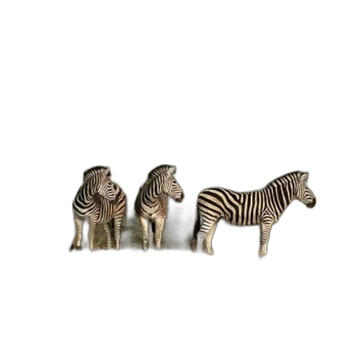 animal, furniture, jewelry, creature transparent PNG cut-out