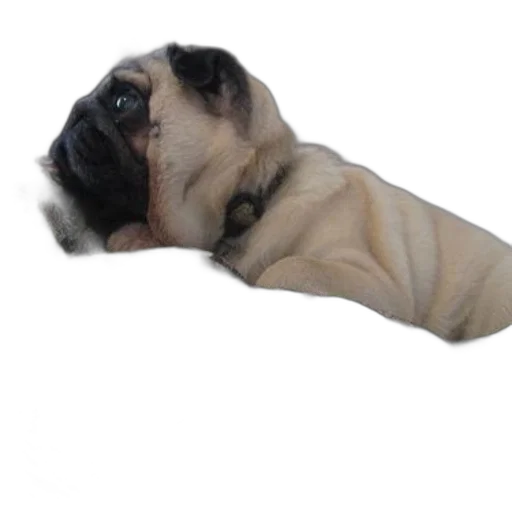 animal, creature, staff, face transparent PNG cut-out