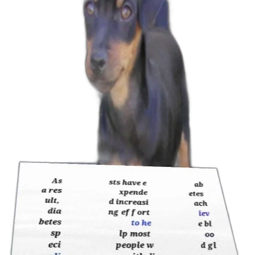 animal, creature, robot, weapon transparent PNG cut-out