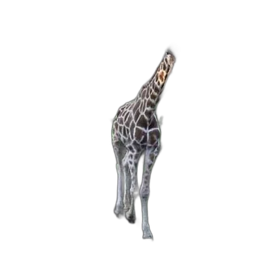 animal, jewelry, creature, staff transparent PNG cut-out