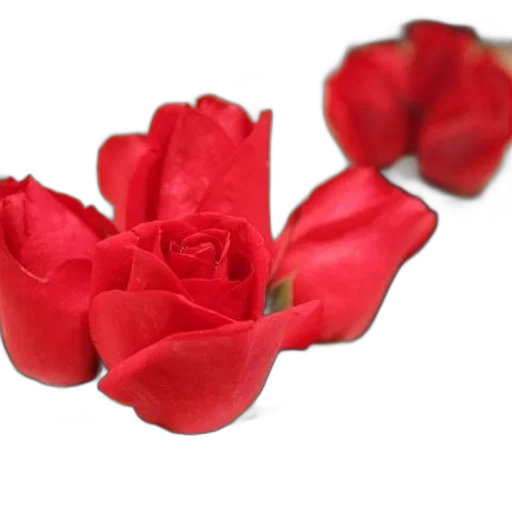 flower, jewelry, crown, 3d render transparent PNG cut-out