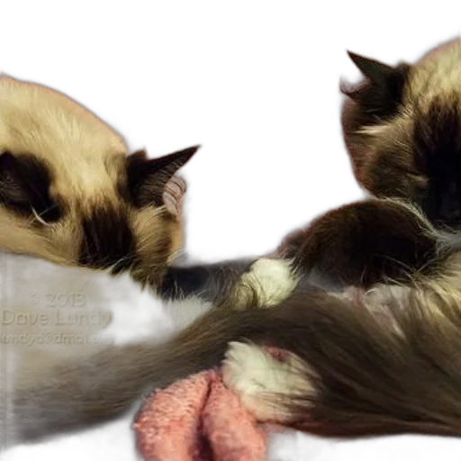 photorealistic, 3d render, concept art, oil painting transparent PNG cut-out