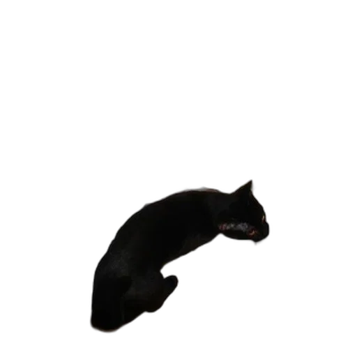 animal, creature, staff, hat transparent PNG cut-out