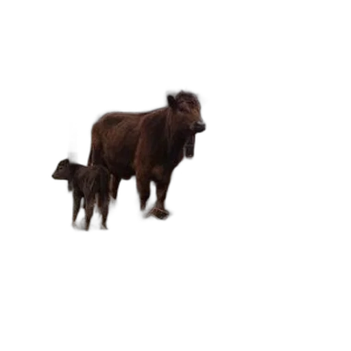 animal, creature, hair, staff transparent PNG cut-out