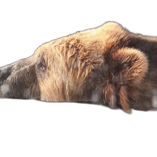 animal, hair, face, creature transparent PNG cut-out