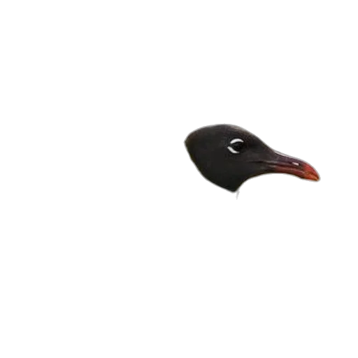 hat, animal, mask, creature transparent PNG cut-out