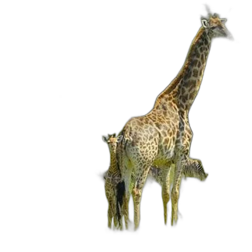 animal, creature, dragon, staff transparent PNG cut-out