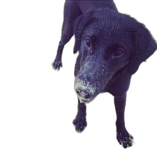 animal, creature, face, staff transparent PNG cut-out