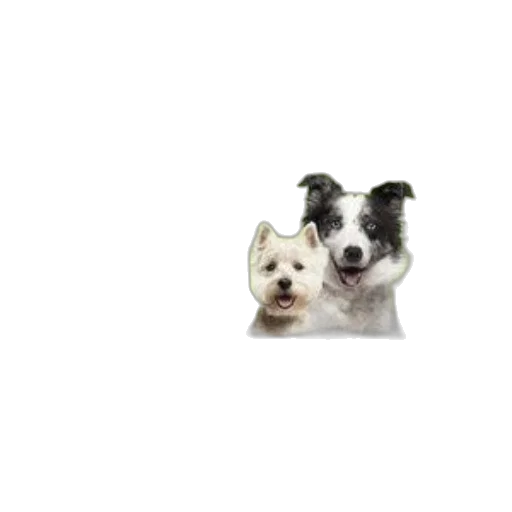 animal, creature, staff, face transparent PNG cut-out