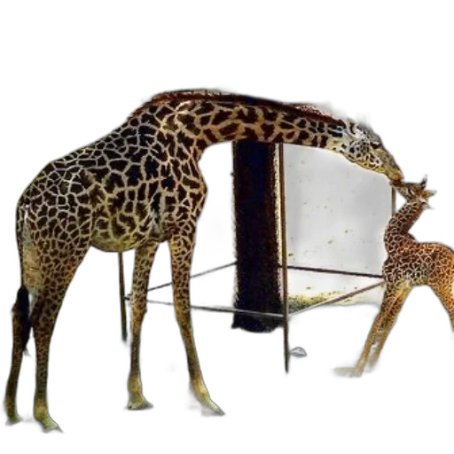 animal, furniture, creature, staff transparent PNG cut-out