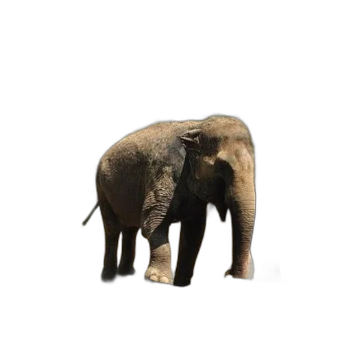 animal, creature, staff, hat transparent PNG cut-out