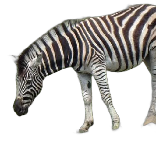 animal, creature, staff, jewelry transparent PNG cut-out