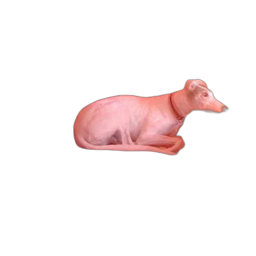 animal, creature, food, dress transparent PNG cut-out