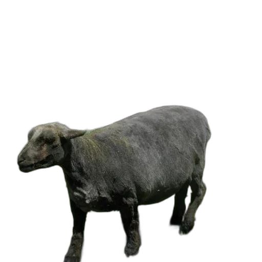 animal, creature, staff, jewelry transparent PNG cut-out
