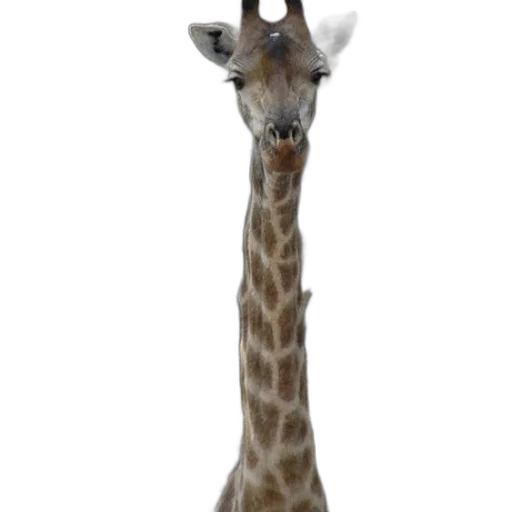 animal, creature, staff, hat transparent PNG cut-out