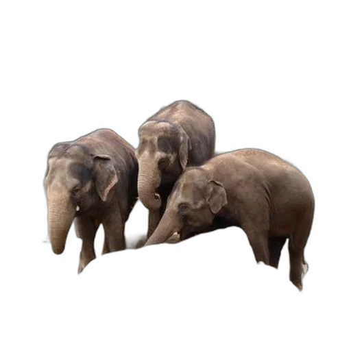 animal, 3d render, concept art, photorealistic transparent PNG cut-out