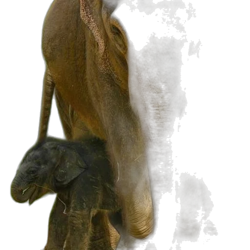 staff, animal, creature, dragon transparent PNG cut-out