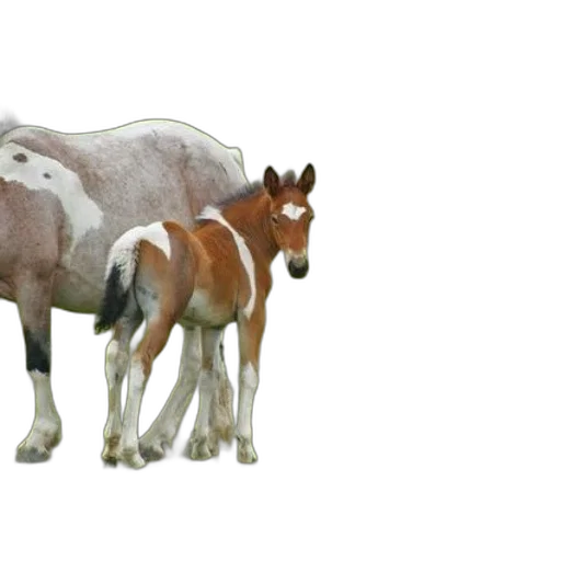 animal, crown, creature, staff transparent PNG cut-out