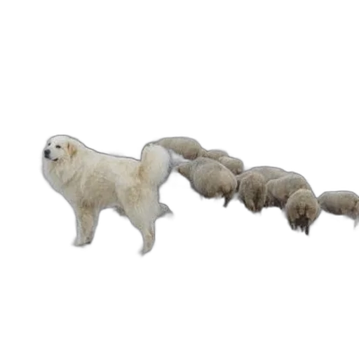 creature, animal, staff, hair transparent PNG cut-out