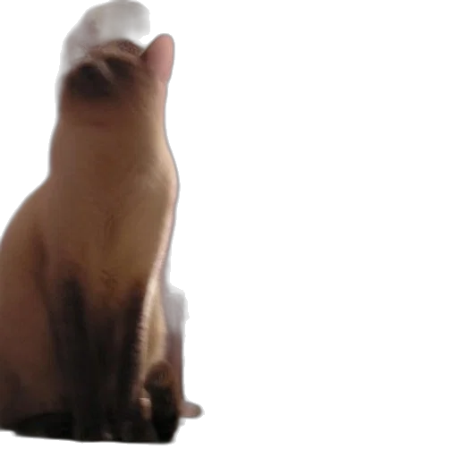 animal, creature, bottle, hat transparent PNG cut-out