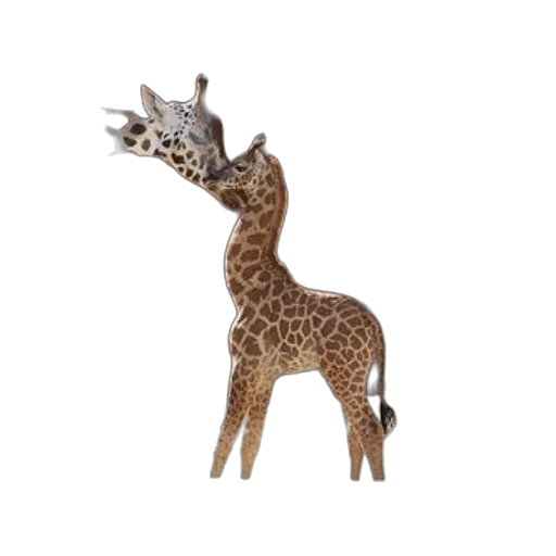animal, creature, staff, crown transparent PNG cut-out